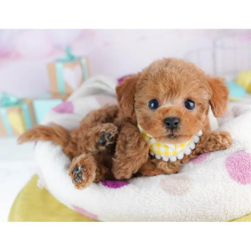 販売中の神奈川県のトイプードル-456732の11枚目