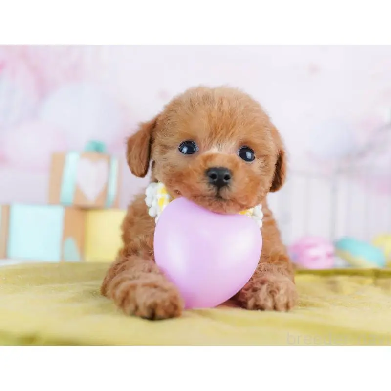 販売中の神奈川県のトイプードル-456732の10枚目