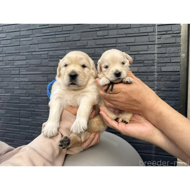 販売中の静岡県のゴールデンレトリーバー-456734の2枚目