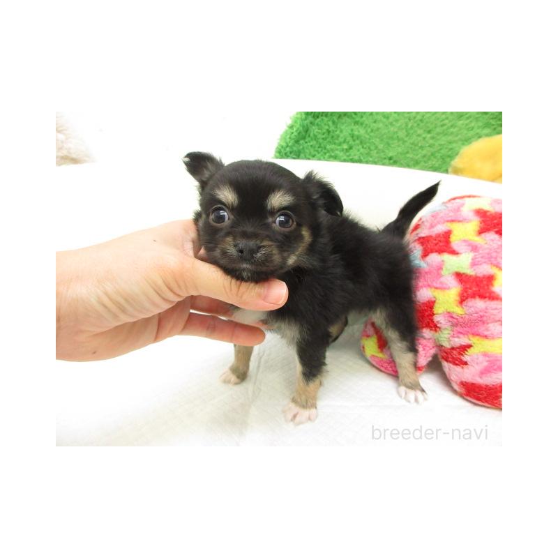 販売中の大阪府のチワワ(ロングコート)-456733の2枚目