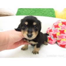 ♀︎ミニチュアダックスフンド(ロングヘアード)