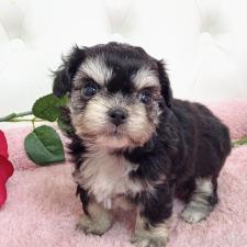 ♀︎ミックス犬