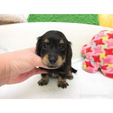 ♀︎ミニチュアダックスフンド(ロングヘアード)