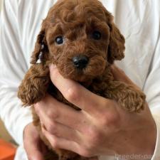 ♀︎ミニチュアプードル