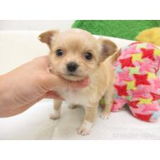 ♀︎チワワ(ロングコート)