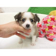 ♀︎チワワ(ロングコート)