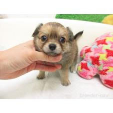 ♀︎チワワ(ロングコート)