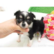 ♀︎チワワ(ロングコート)