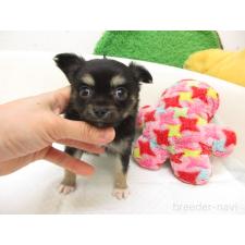 ♀︎チワワ(ロングコート)