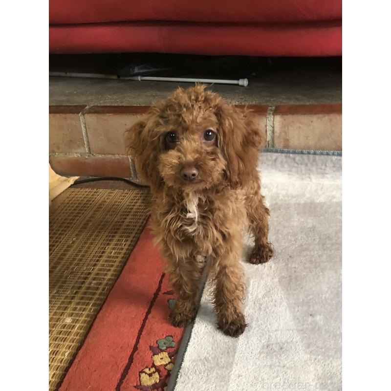 販売中の兵庫県のトイプードル-425599