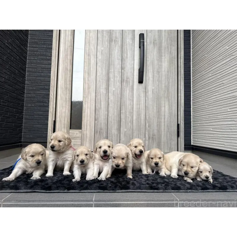 販売中の静岡県のゴールデンレトリーバー-456738の3枚目