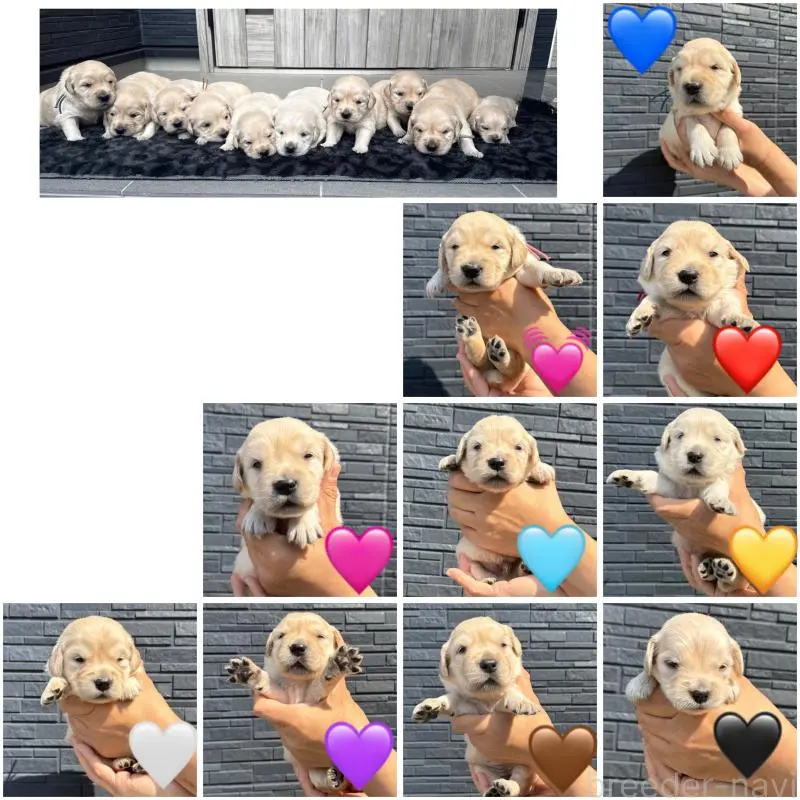 販売中の静岡県のゴールデンレトリーバー-456739の3枚目