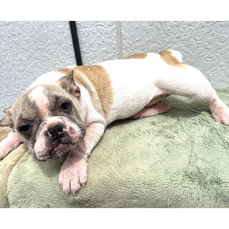 販売中の三重県のフレンチブルドッグ-432384