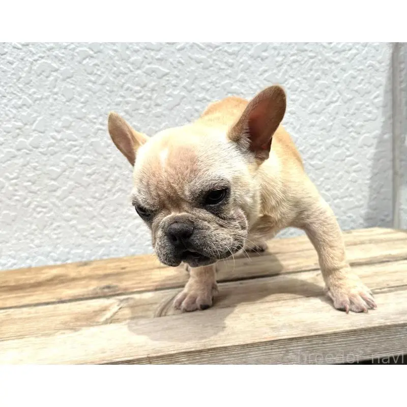 販売中の三重県のフレンチブルドッグ-456744の5枚目