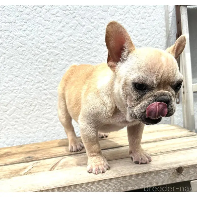 販売中の三重県のフレンチブルドッグ-456744の4枚目