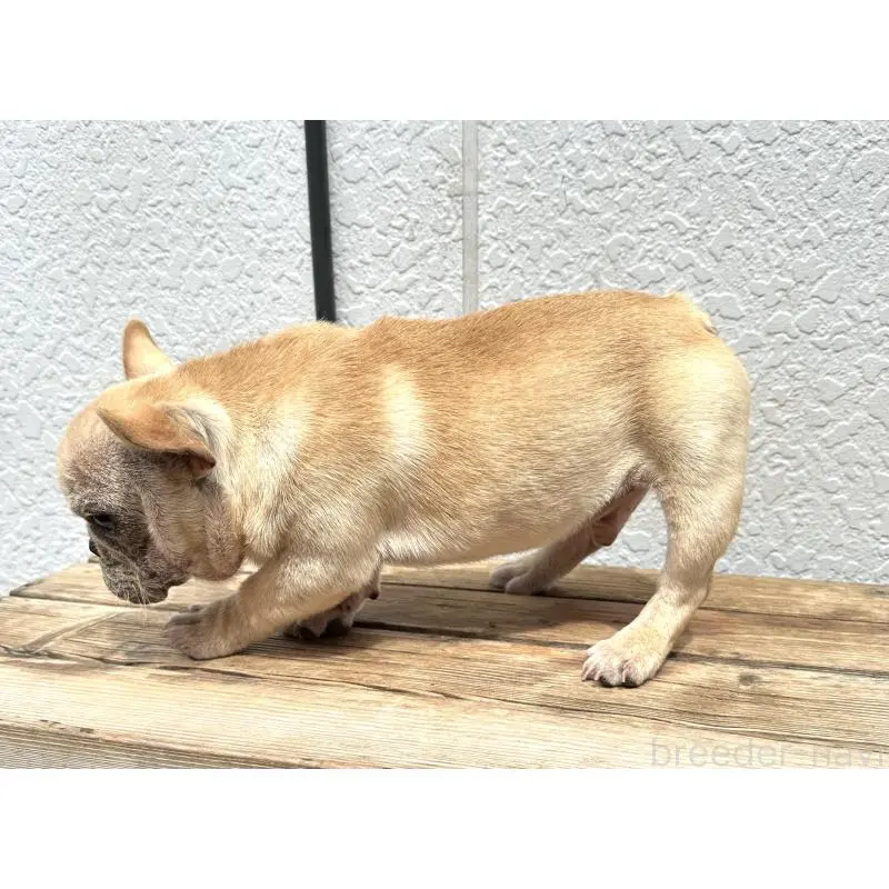 販売中の三重県のフレンチブルドッグ-456744の3枚目