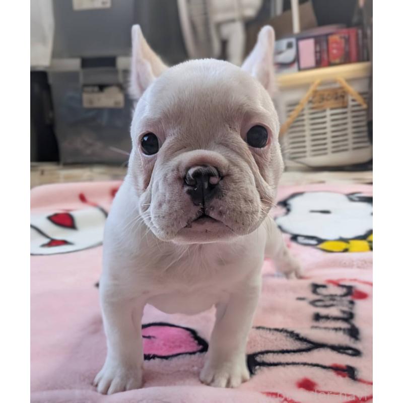 販売中の愛媛県のフレンチブルドッグ-452983