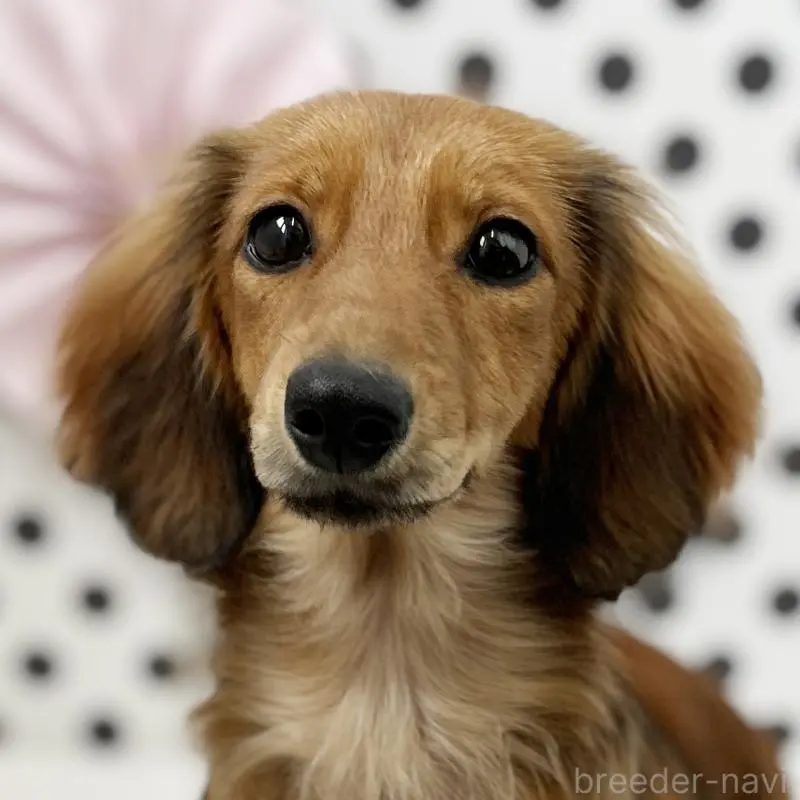 くるみちゃん1枚目