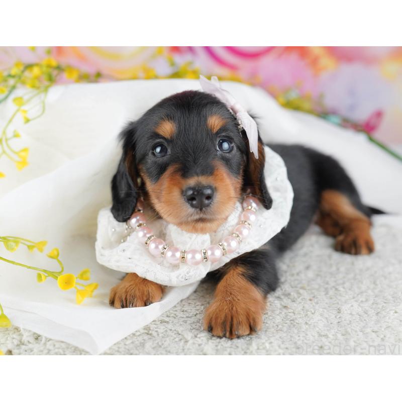 ♀︎ミニチュアダックスフンド(ロングヘアード)