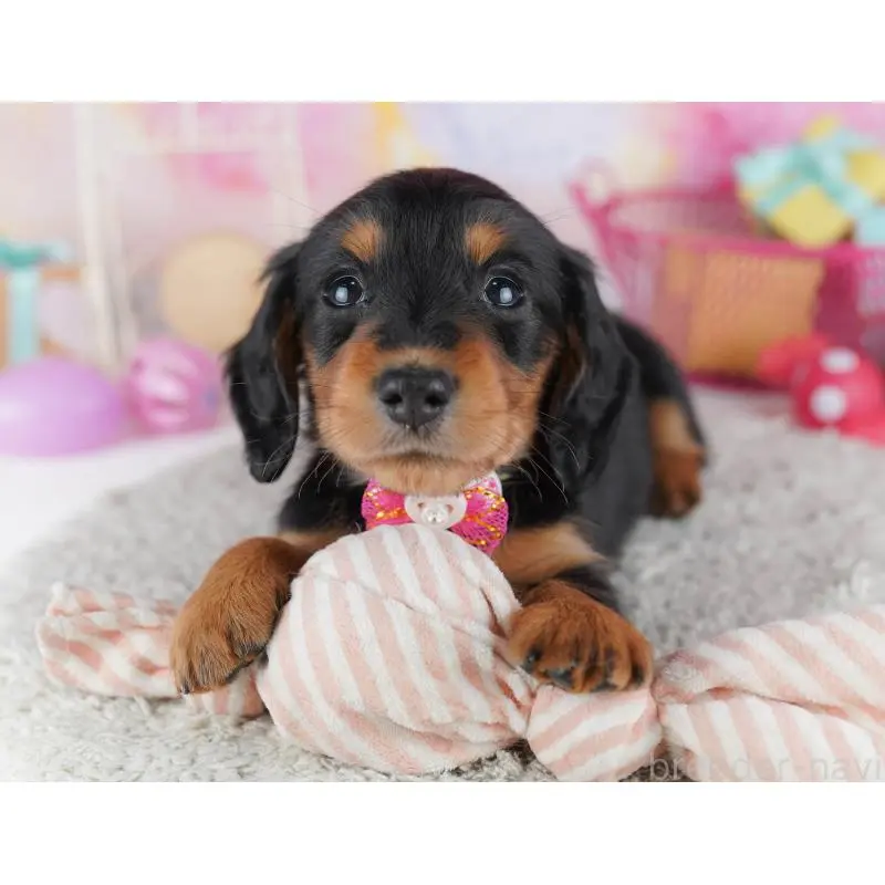 販売中の千葉県のミニチュアダックスフンド(ロングヘアード)-456852の14枚目