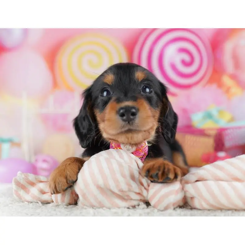 販売中の千葉県のミニチュアダックスフンド(ロングヘアード)-456852の11枚目