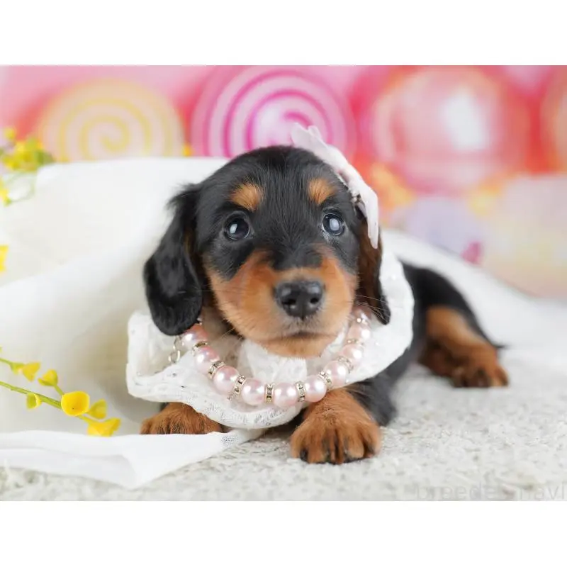 販売中の千葉県のミニチュアダックスフンド(ロングヘアード)-456852の10枚目