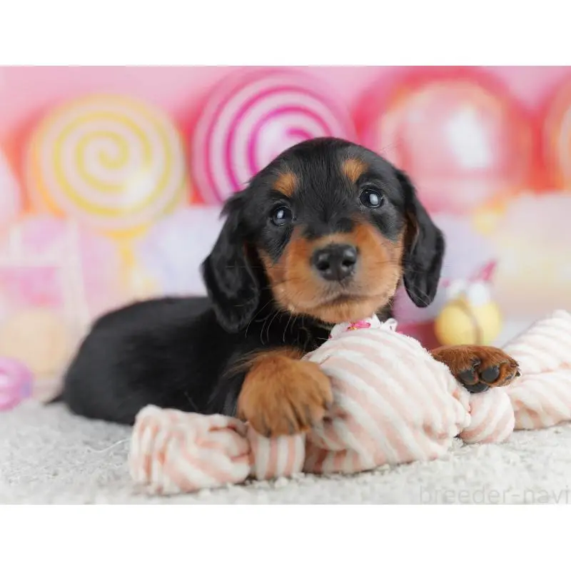 販売中の千葉県のミニチュアダックスフンド(ロングヘアード)-456852の9枚目