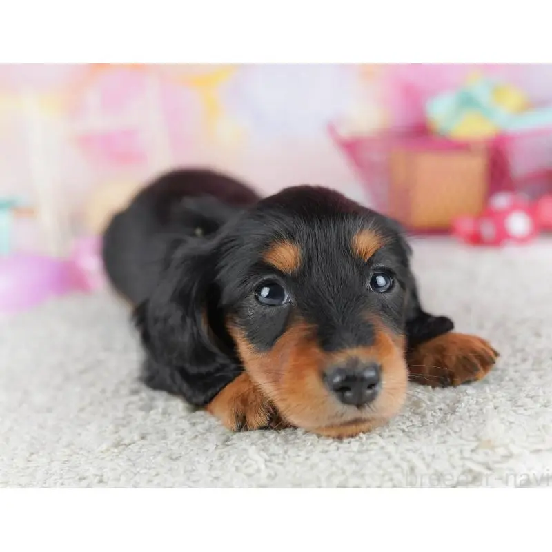 販売中の千葉県のミニチュアダックスフンド(ロングヘアード)-456852の8枚目