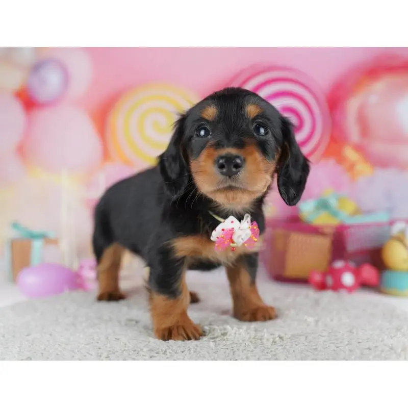 販売中の千葉県のミニチュアダックスフンド(ロングヘアード)-456852の4枚目