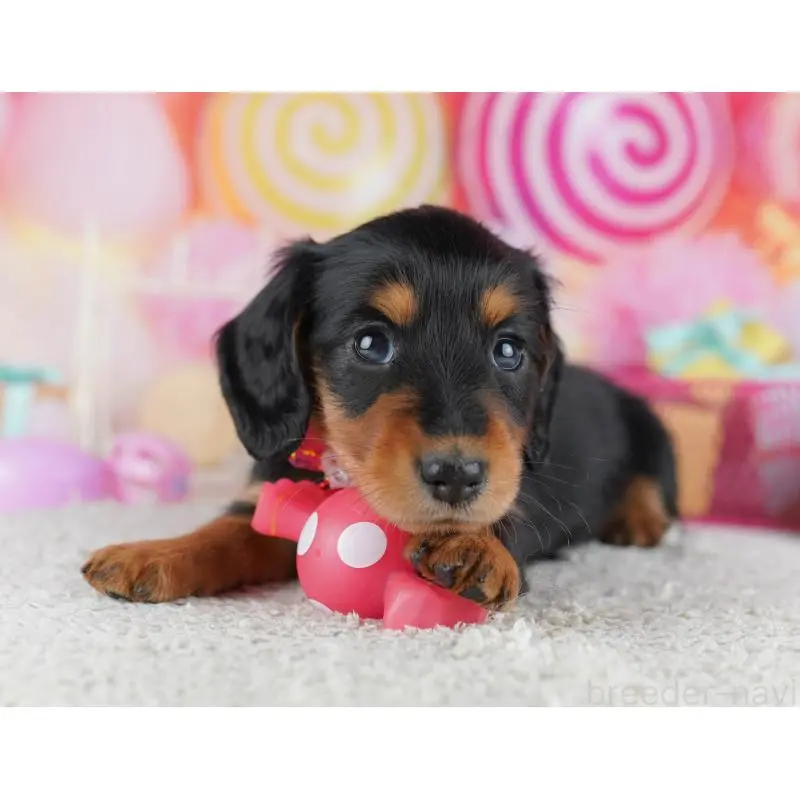 販売中の千葉県のミニチュアダックスフンド(ロングヘアード)-456852の5枚目