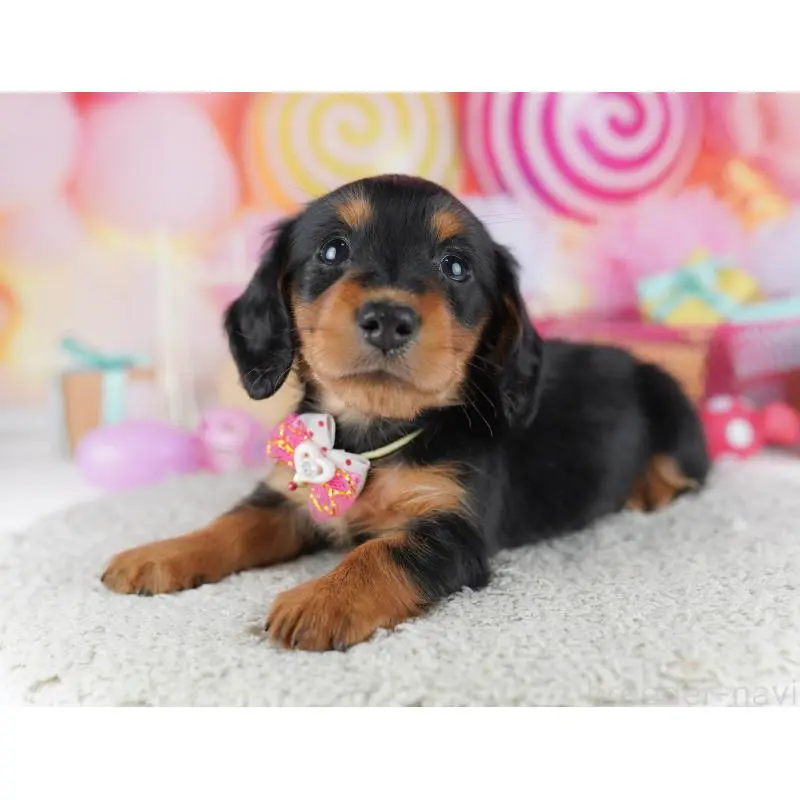 販売中の千葉県のミニチュアダックスフンド(ロングヘアード)-456852の3枚目