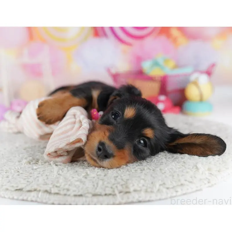 販売中の千葉県のミニチュアダックスフンド(ロングヘアード)-456852の2枚目