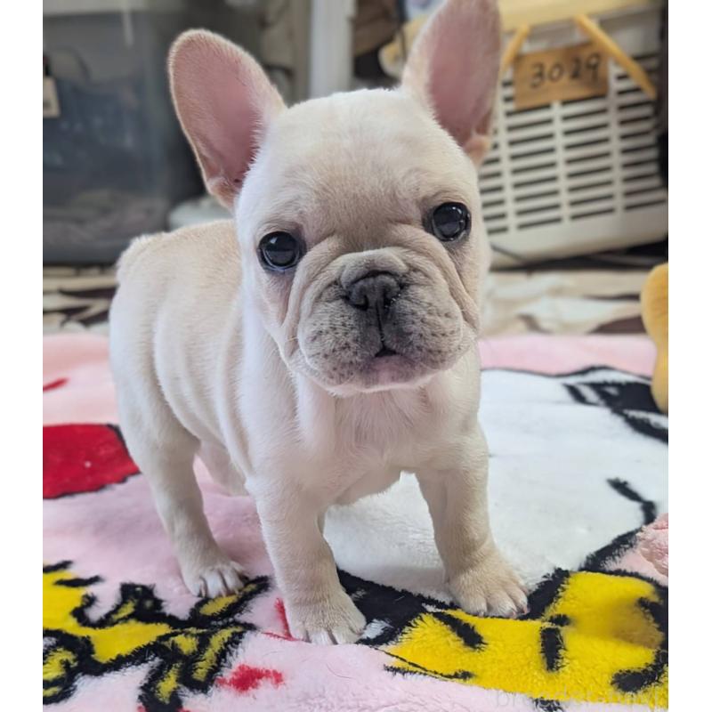 販売中の愛媛県のフレンチブルドッグ-452986
