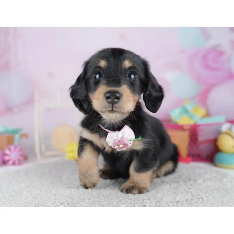 販売中の千葉県のミニチュアダックスフンド(ロングヘアード)-456848の11枚目