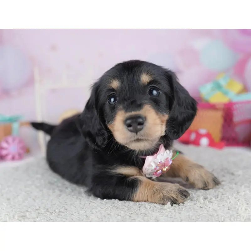 販売中の千葉県のミニチュアダックスフンド(ロングヘアード)-456848の10枚目