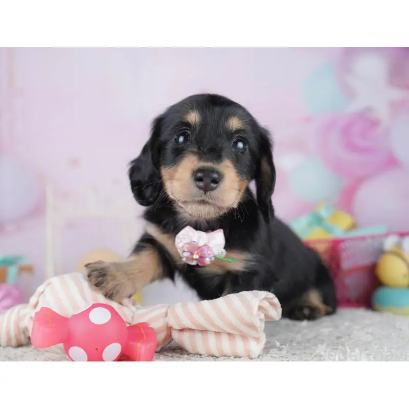 販売中の千葉県のミニチュアダックスフンド(ロングヘアード)-456848の9枚目