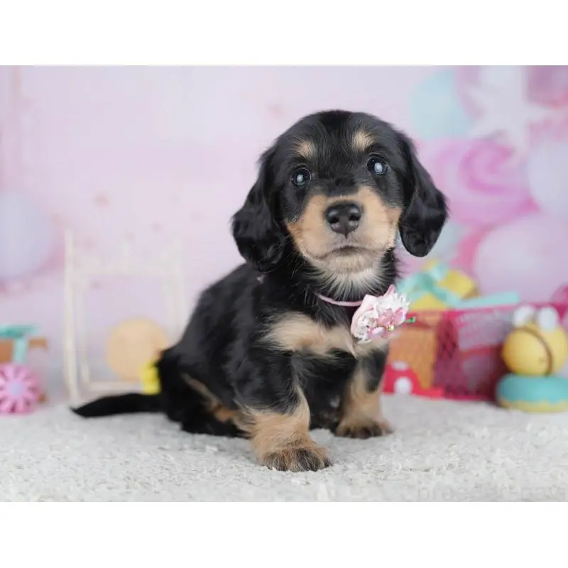 販売中の千葉県のミニチュアダックスフンド(ロングヘアード)-456848の8枚目