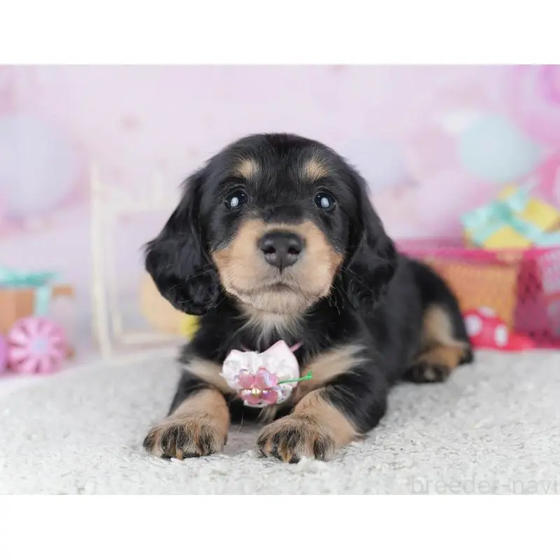 販売中の千葉県のミニチュアダックスフンド(ロングヘアード)-456848の7枚目