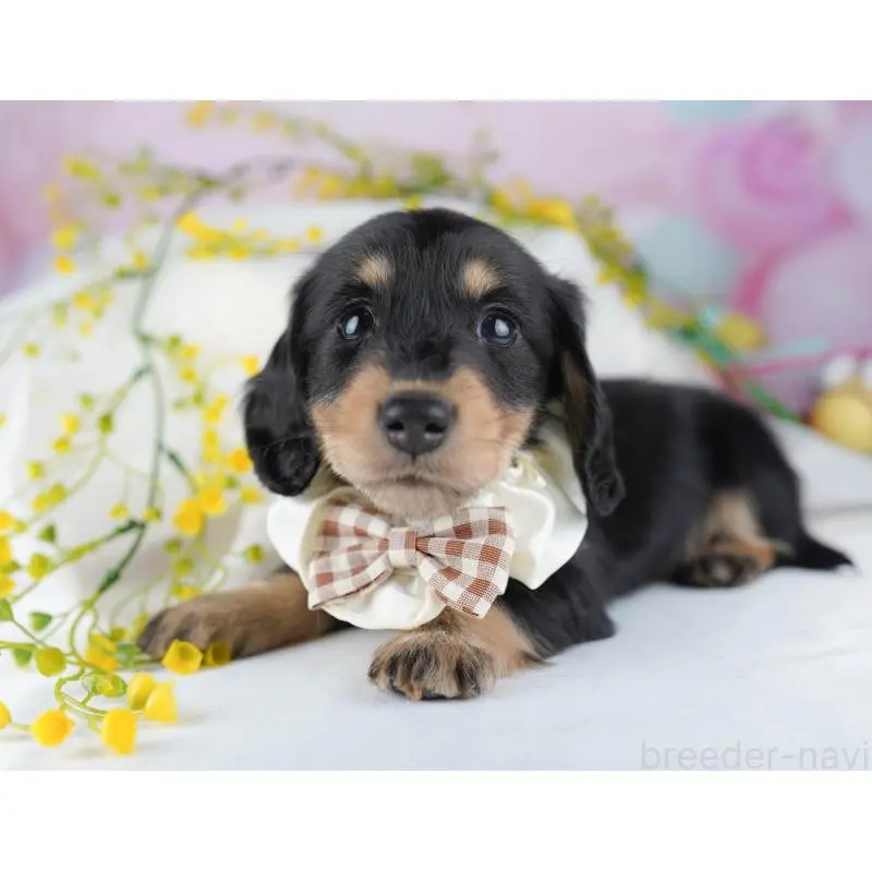 販売中の千葉県のミニチュアダックスフンド(ロングヘアード)-456848の5枚目