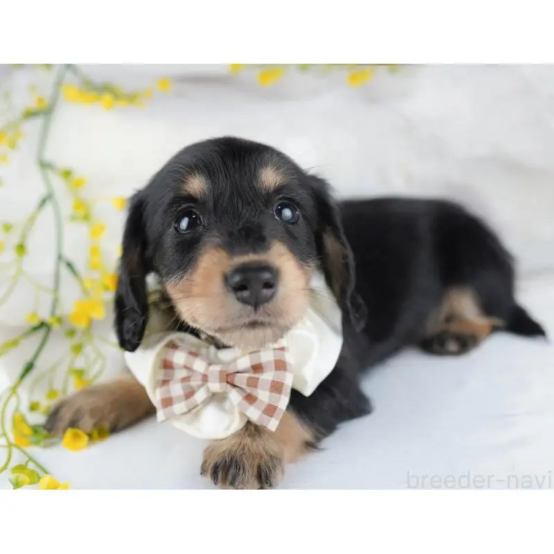 販売中の千葉県のミニチュアダックスフンド(ロングヘアード)-456848の6枚目