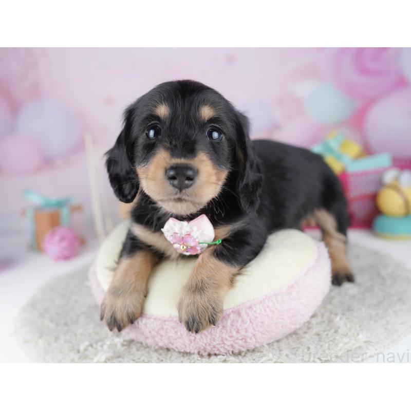 販売中の千葉県のミニチュアダックスフンド(ロングヘアード)-456848の4枚目