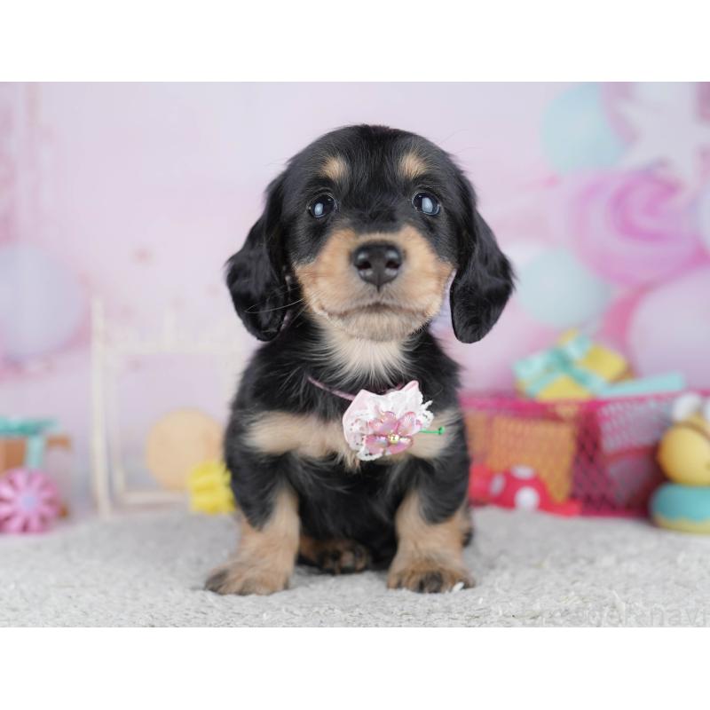 販売中の千葉県のミニチュアダックスフンド(ロングヘアード)-456848の3枚目