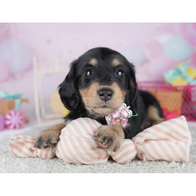 販売中の千葉県のミニチュアダックスフンド(ロングヘアード)-456848の2枚目