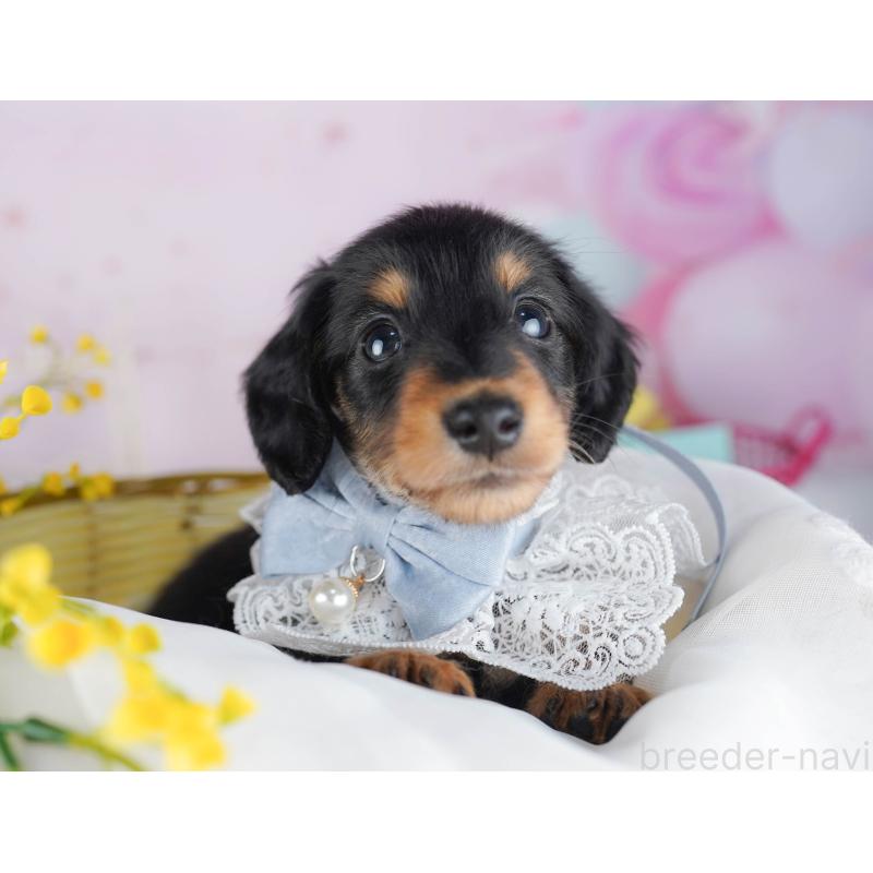 販売中の千葉県のミニチュアダックスフンド(ロングヘアード)-456847の11枚目