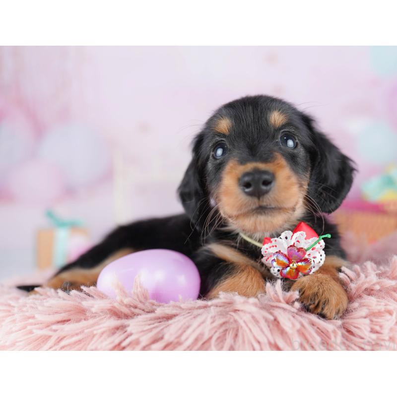 販売中の千葉県のミニチュアダックスフンド(ロングヘアード)-456847の10枚目