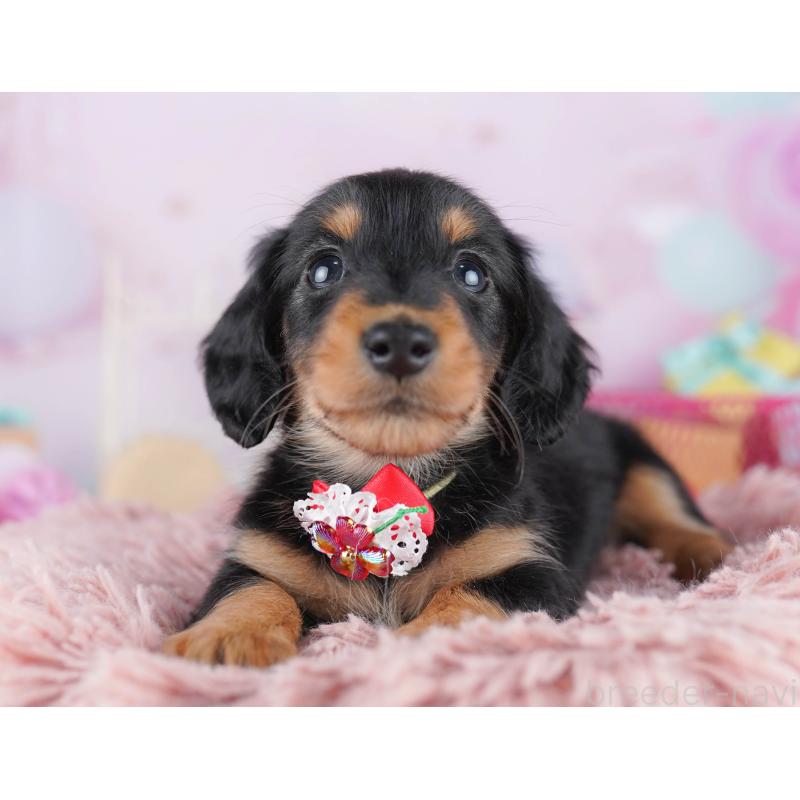 販売中の千葉県のミニチュアダックスフンド(ロングヘアード)-456847の9枚目