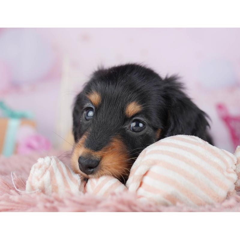 販売中の千葉県のミニチュアダックスフンド(ロングヘアード)-456847の8枚目