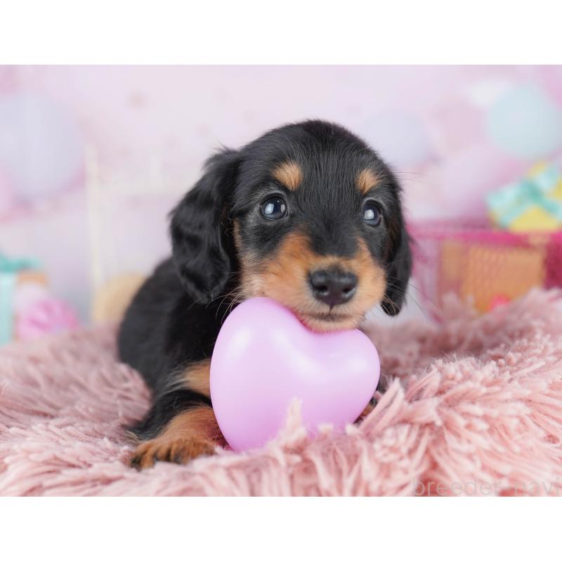 販売中の千葉県のミニチュアダックスフンド(ロングヘアード)-456847の7枚目