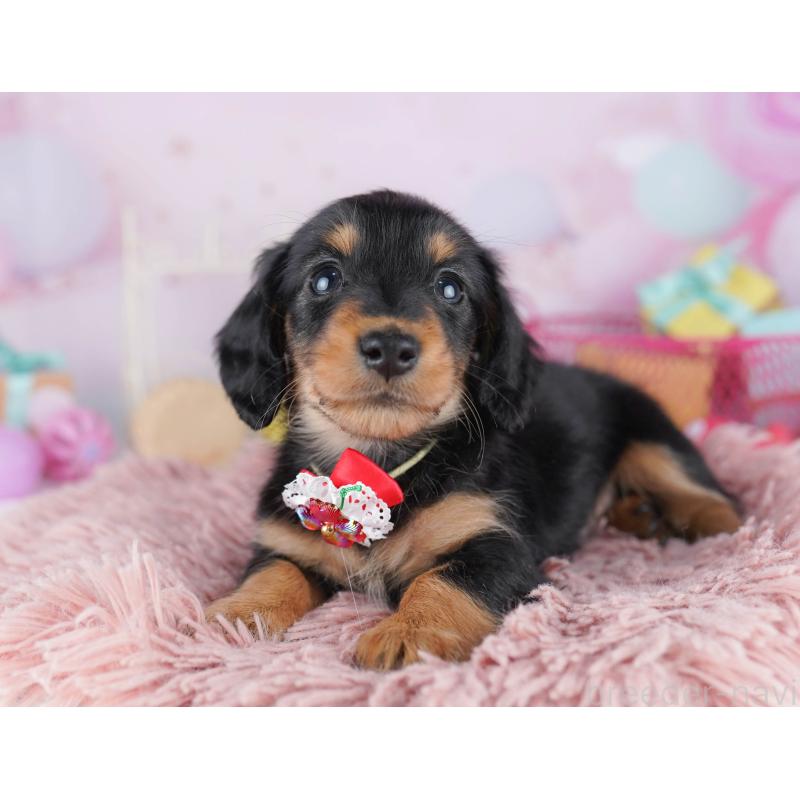 販売中の千葉県のミニチュアダックスフンド(ロングヘアード)-456847の6枚目