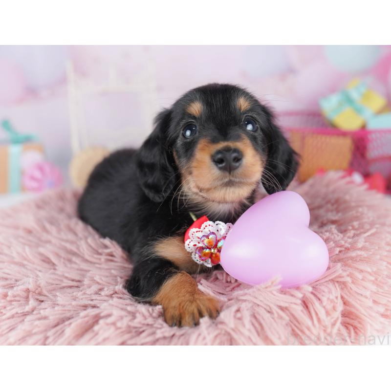 販売中の千葉県のミニチュアダックスフンド(ロングヘアード)-456847の5枚目